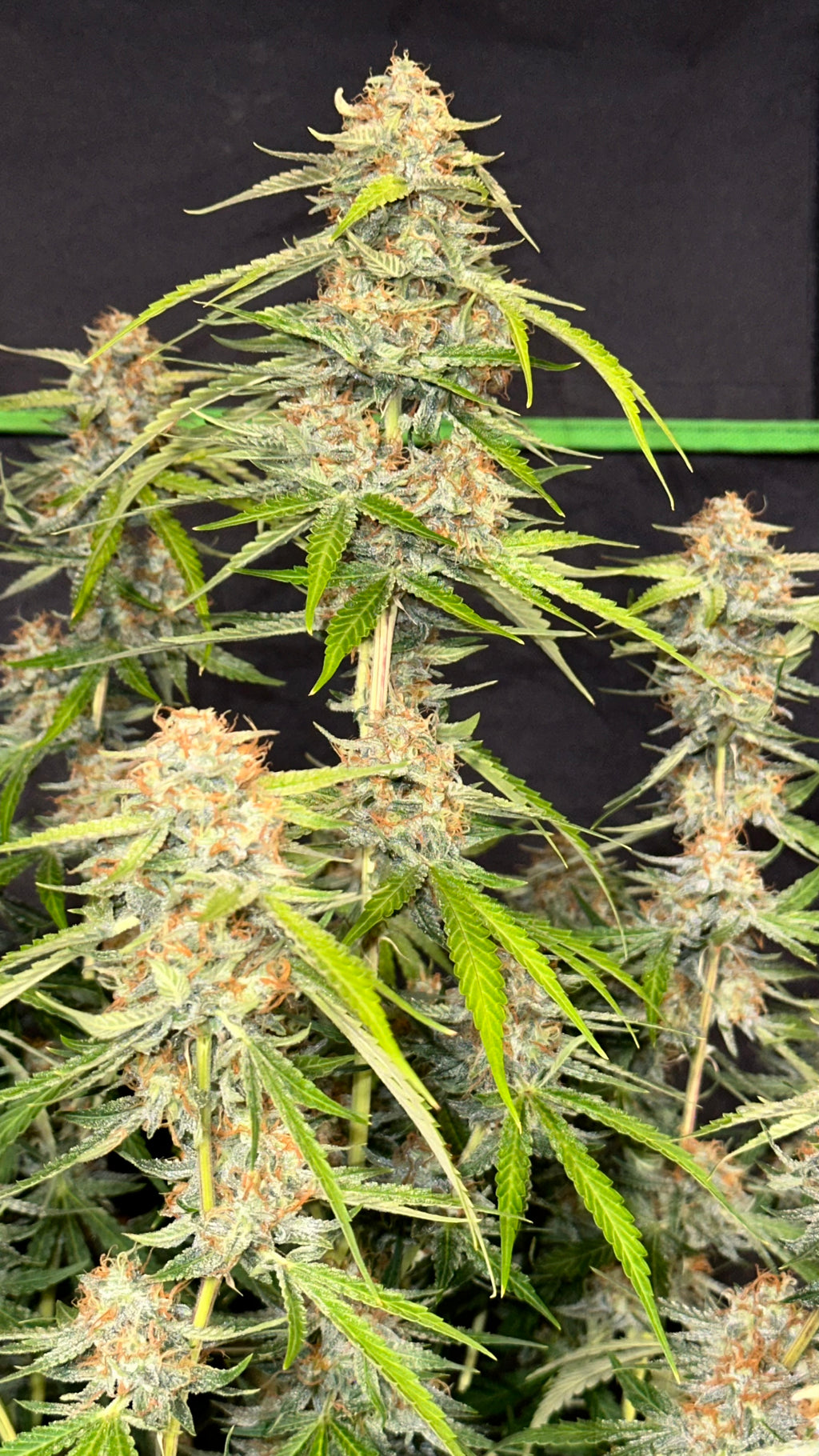 Tropical Dream Cake