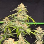 Tropical Dream Cake