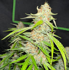 Tropical Dream Cake