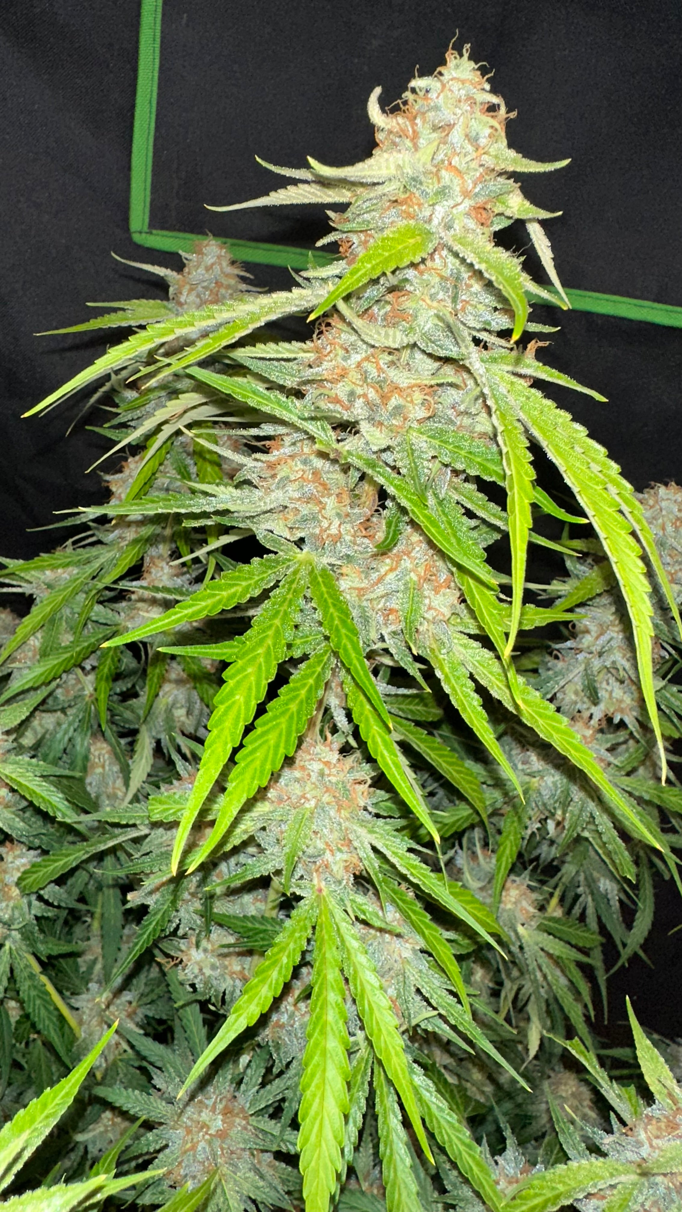 Tropical Dream Cake